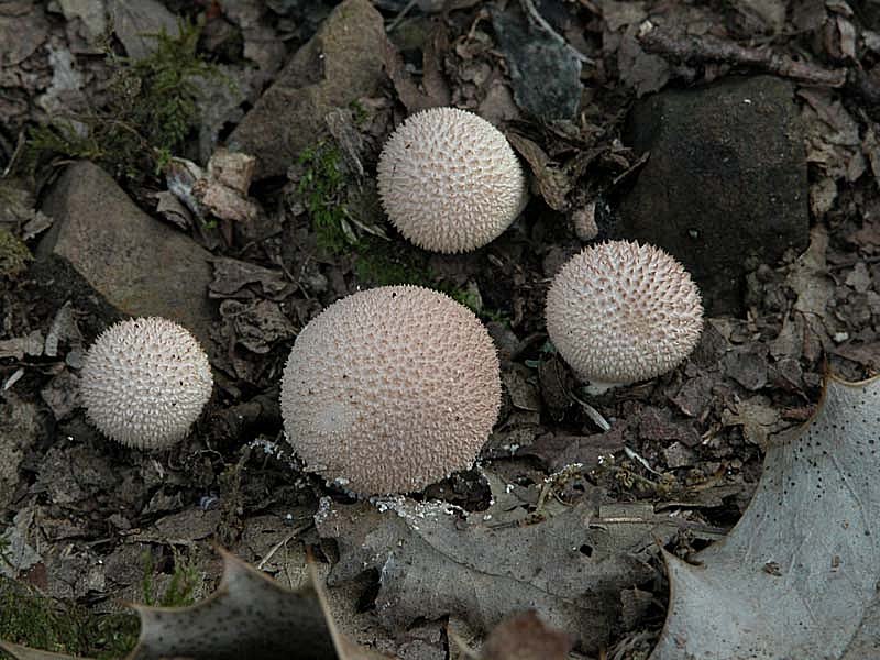 Due giorni di raccolta in 20 foto
